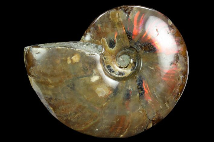 Flashy Red Iridescent Ammonite - Wide #127934